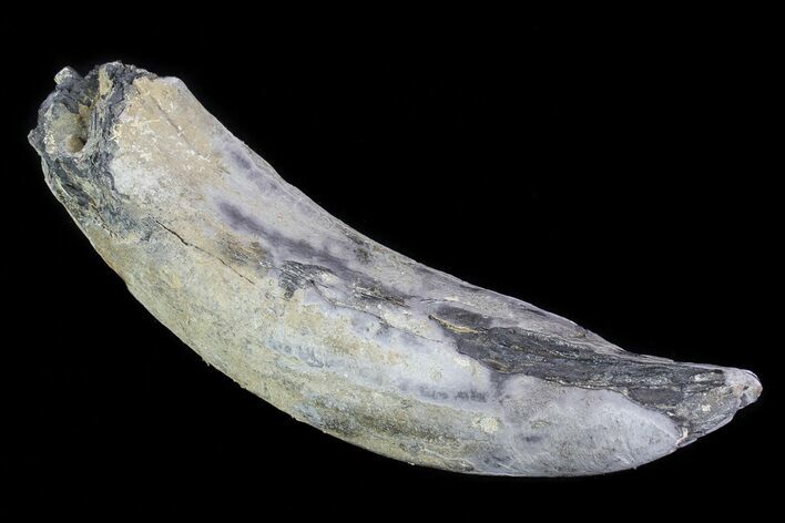 Fossil Pygmy Sperm Whale (Kogiopsis) Tooth #78224